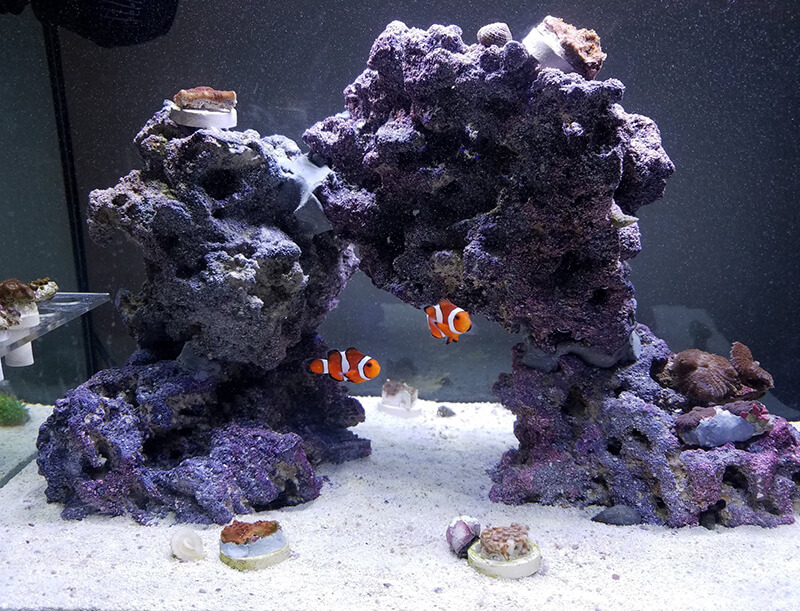 2 Clownfish in tank