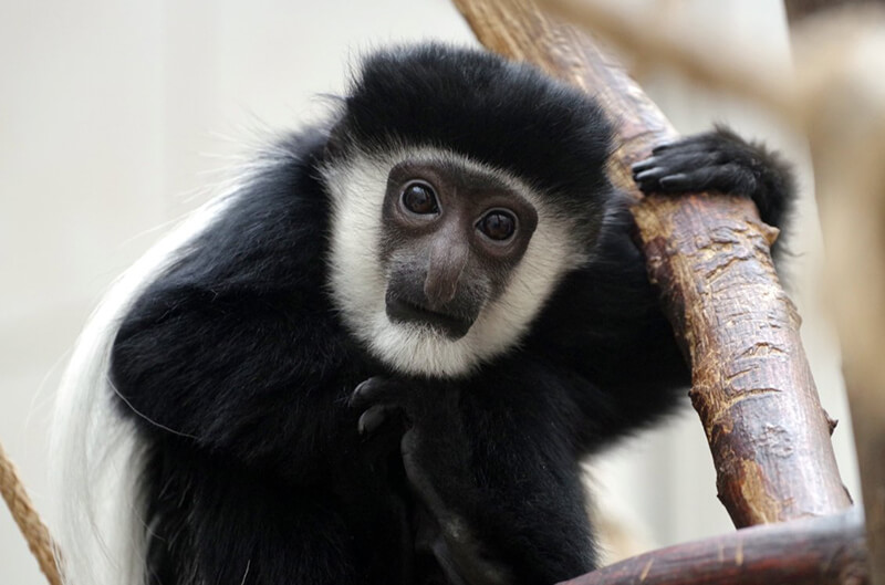 baby Colobus Monkey