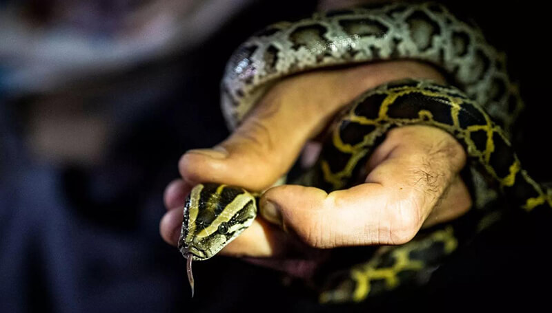a baby Burmese Python