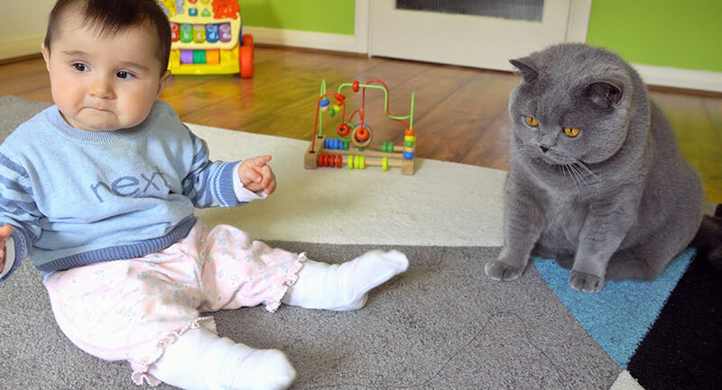 British Shorthair cat playing with kid