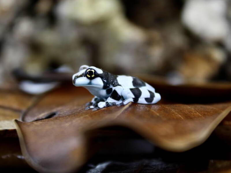 tiny beautiful amazon milk frog
