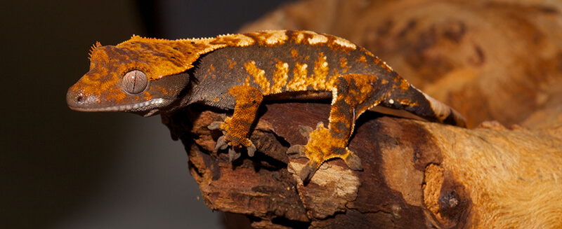 beautiful fire Crested Gecko