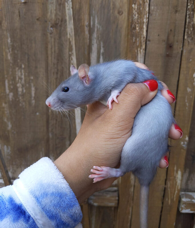beautiful cute Blue rat pet