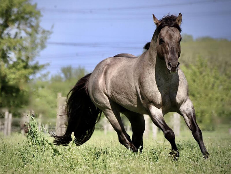 grey American Quarter Horse
