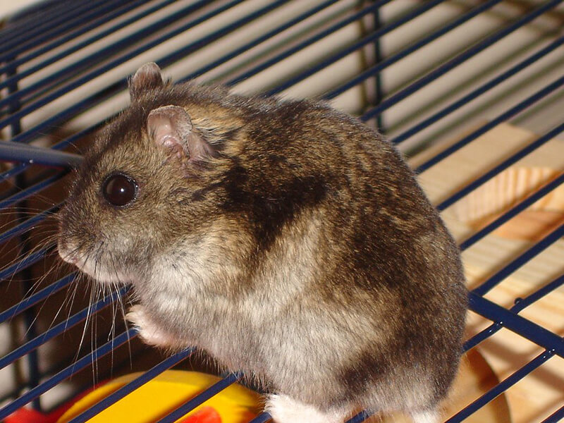 big Campbell's Dwarf Hamster