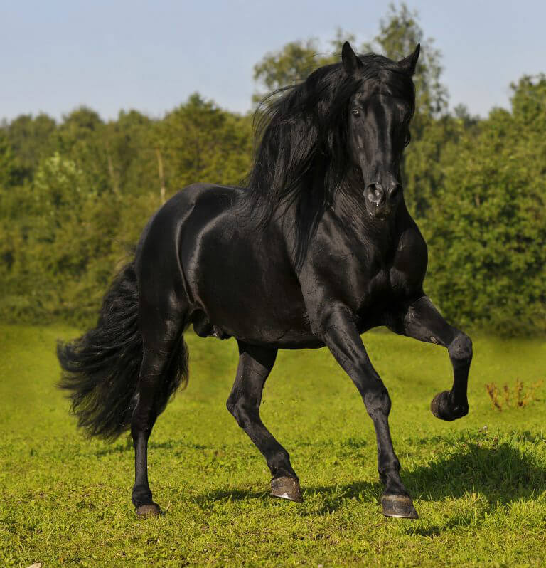 black Andalusian Horse