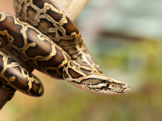 Burmese Python