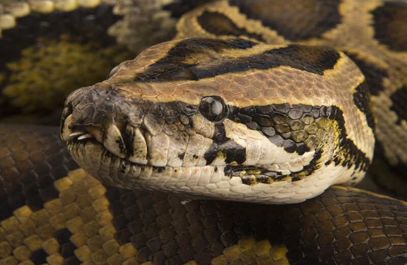 Burmese Python head