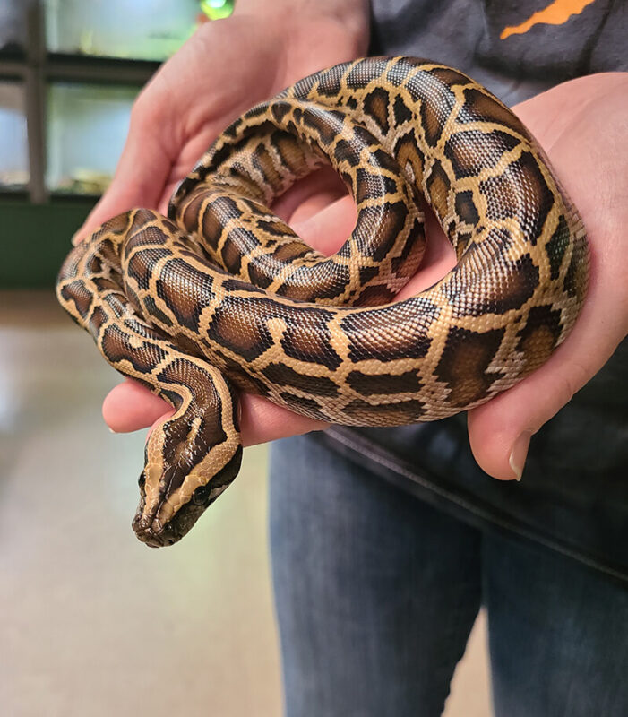 Burmese Python pet