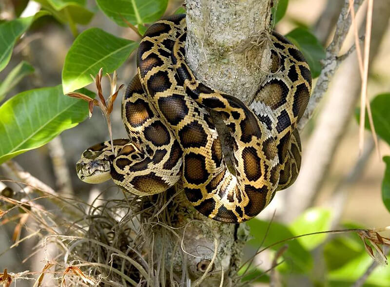 Burmese Python and tree