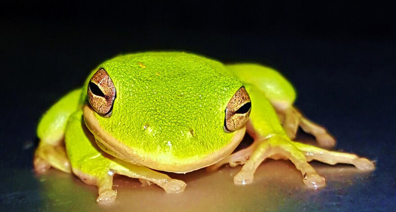 cool Green Tree Frog
