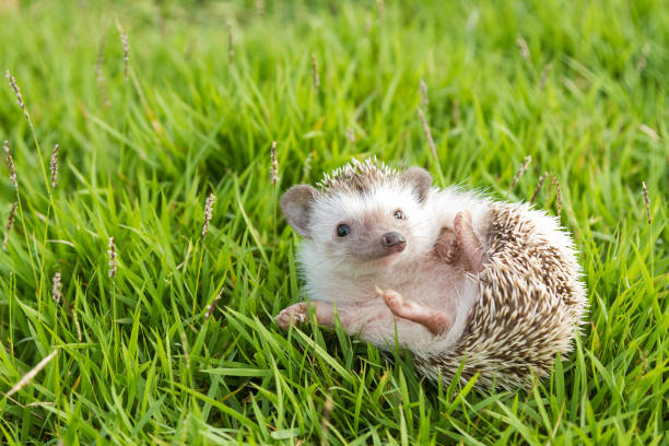 African pygmy hedgehog in the garden