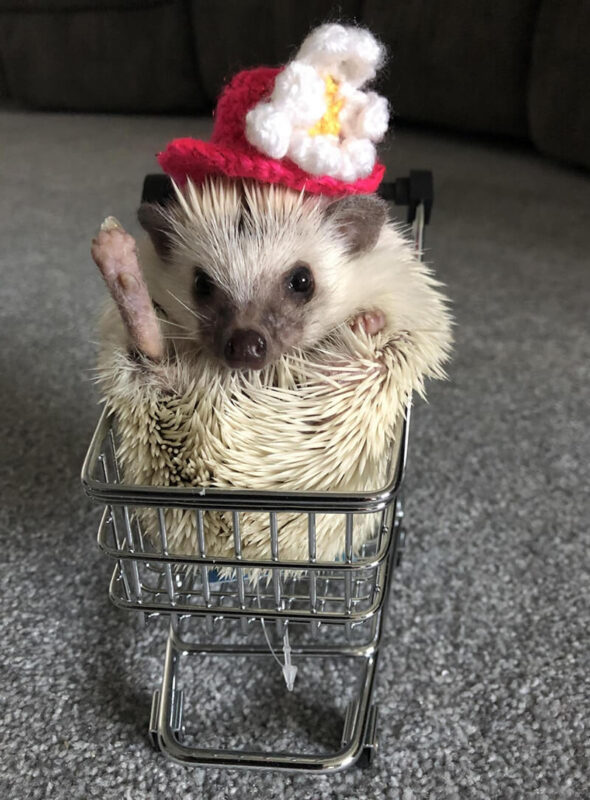 cute African Pygmy Hedgehog pet with toys