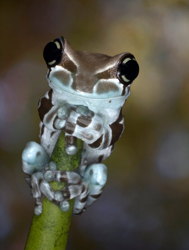 cute Amazon Milk Frog
