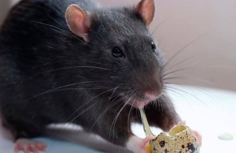 Black Rat eating