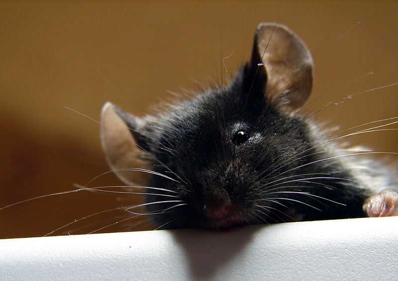 cute Black Rat