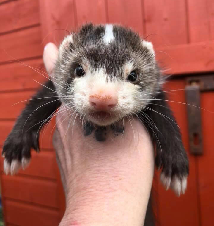 cute Blaze Ferret pet on hand