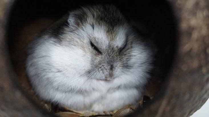 Campbell's Dwarf Hamster sleeping