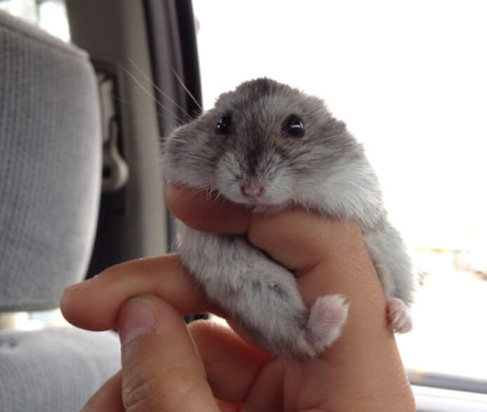 funny Campbell's Dwarf Hamster