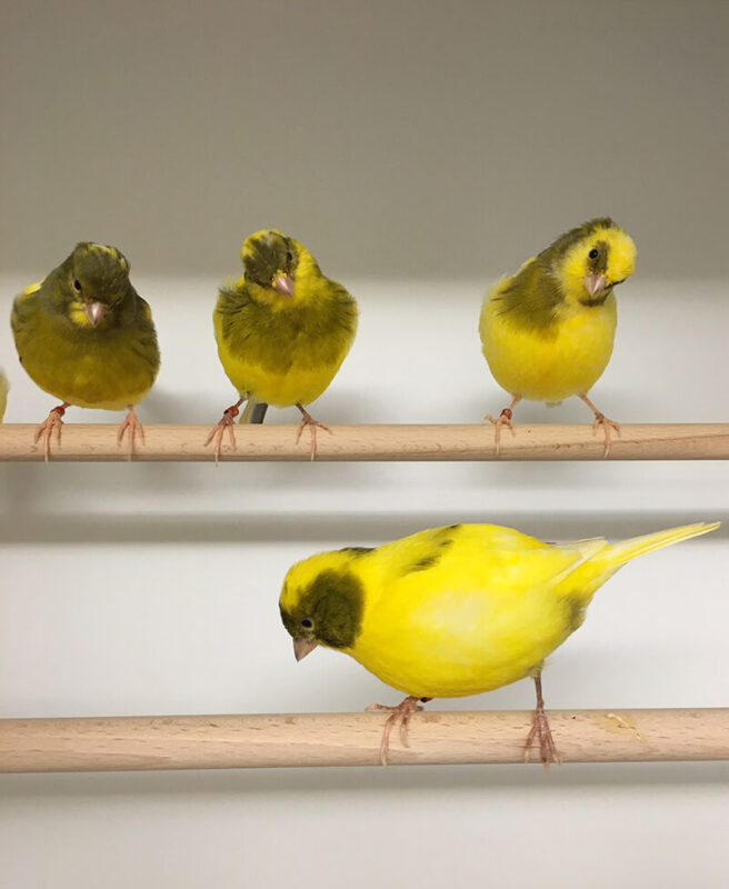 cute Canaries