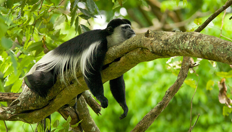 cute Colobus Monkey on tree