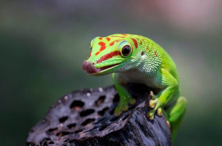 cute Day gecko