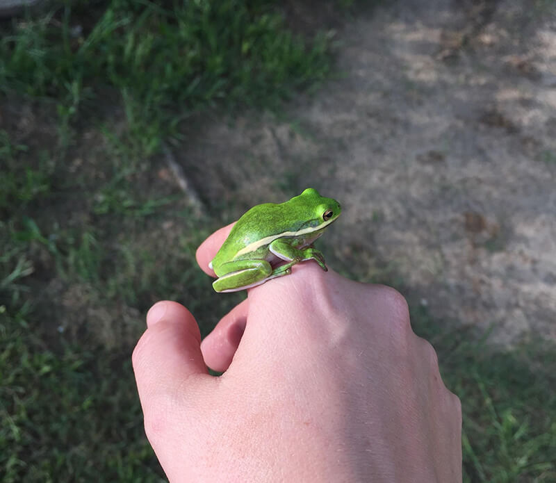 cute Green Tree Frog