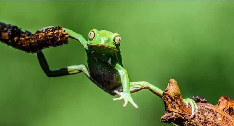 Funny Green Tree Frog