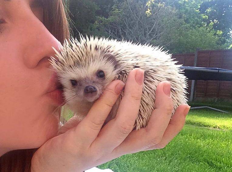 girl kissing African Pygmy Hedgehog pet