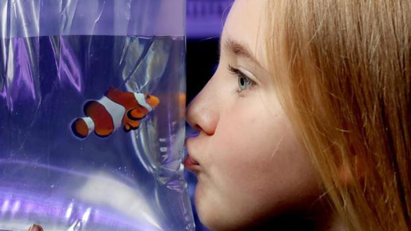 owner kiss Clownfish through glass