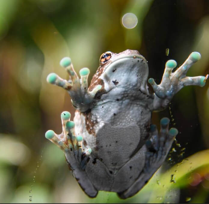 view amazon milk frog through glass