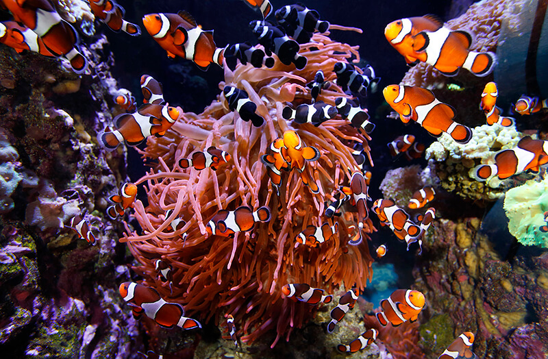 Clownfish colors