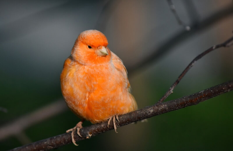 orange Canary Bird