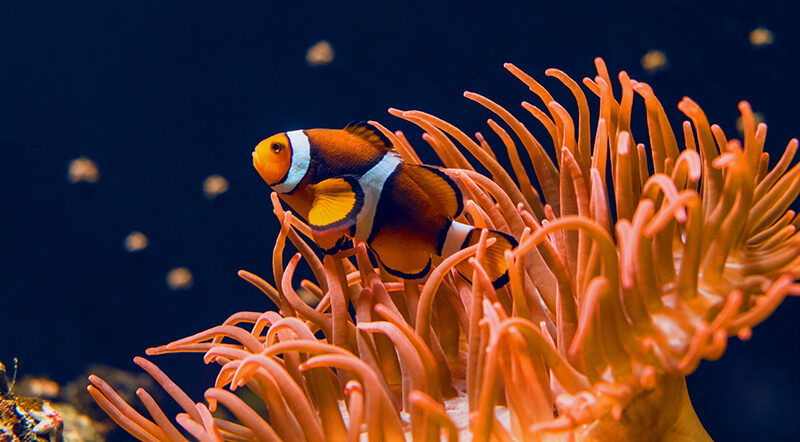 orange Clownfish