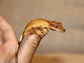 small Crested Gecko pet in hand