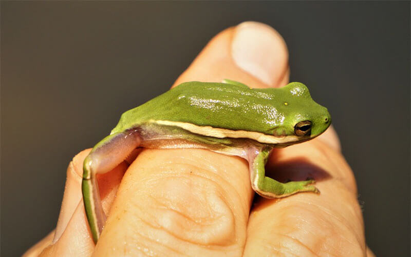 a small Green Tree Frog pet