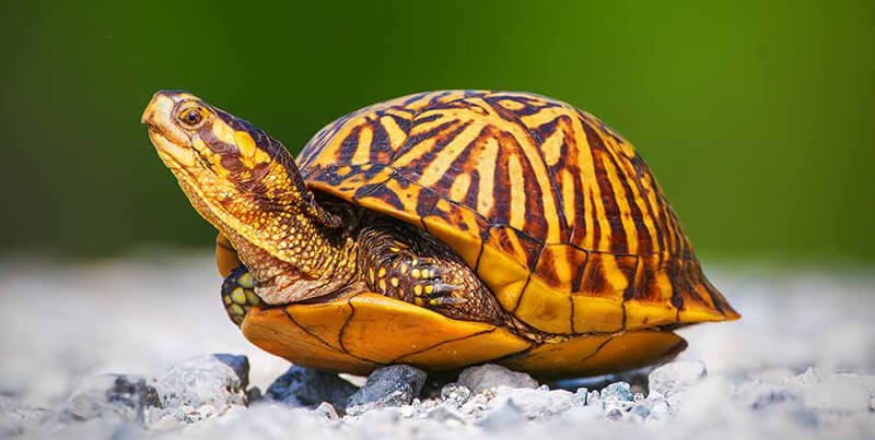 cute Box Turtle