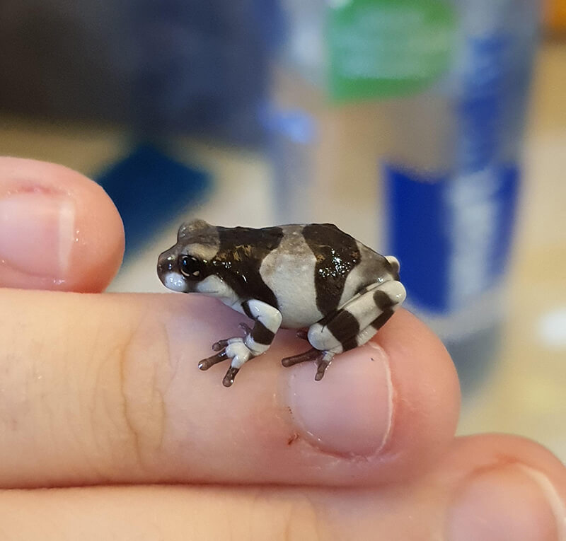 small Amazon Milk Frog pet