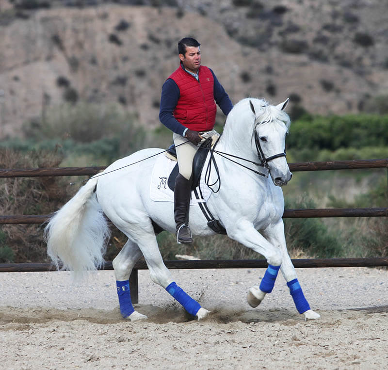 training white Andalusian Horse