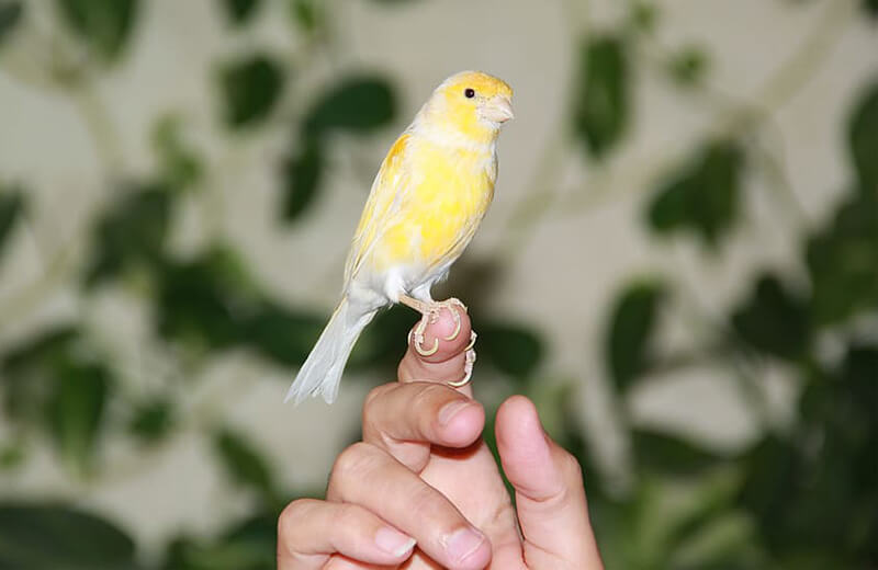 yellow-white Canary Bird