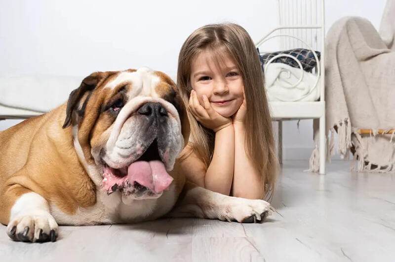 Bulldog pet with owner