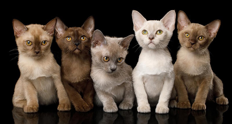 Burmese Cat colors