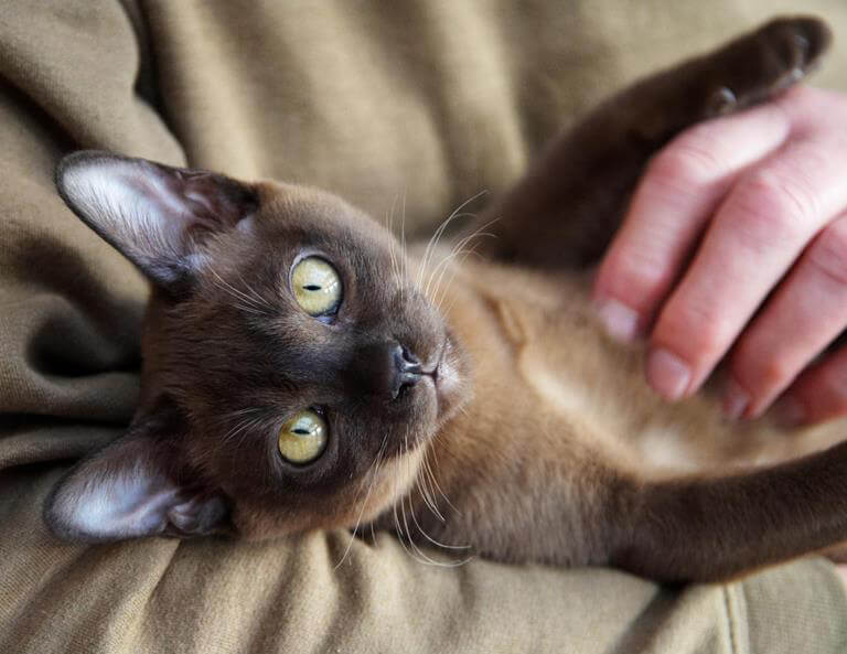 cool Burmese Cat with owner